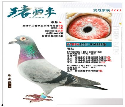 臺灣大友賽鴿競翔鴿業(yè)作育  本身四關綜合亞軍