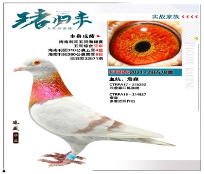 臺灣飛事競翔研究中心”詹森系“