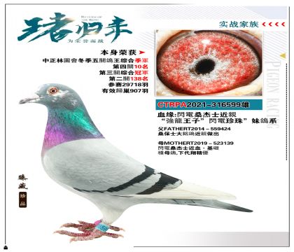 臺灣黃肆烔”閃電桑杰士近親“