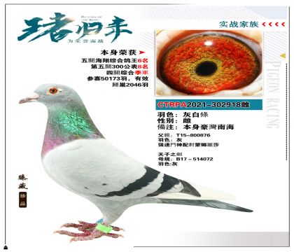 臺灣強速鴿族“天子之劍” 本身榮獲四關綜合季軍