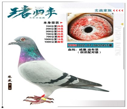 威廉.迪布恩“創(chuàng)世配對雄”  本身1000公里殿軍
