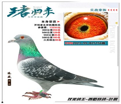 西蜀賽鴿-葉鵬 選送開創(chuàng)者北京鐵鷹四關