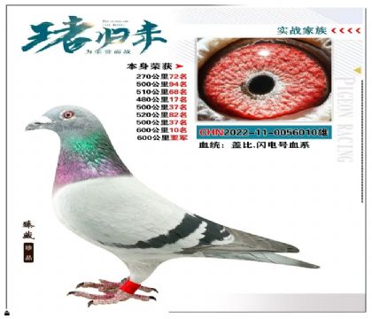 蓋比.閃電號(hào)血系 本身榮獲600公里亞軍