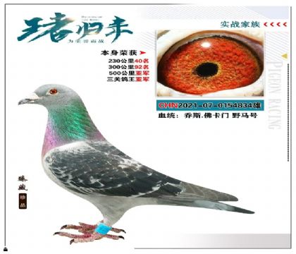 喬斯.佛卡門“野馬號” 本身榮獲三關鴿