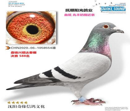 陽光鴿業(yè)(奶酪)興順達(dá)公棚決賽588名