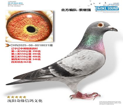 25年遼中博翔賽鴿村四關(guān)綜合364名