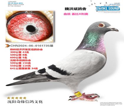 超級賽鴿 500公里8名 600公里5名 國家賽34名