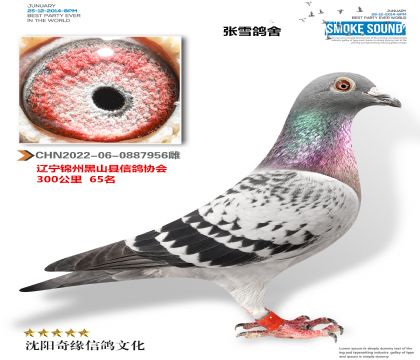 300公里65名 漂亮雌
