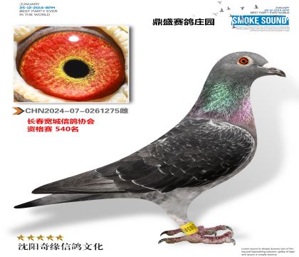 鼎盛賽鴿莊園