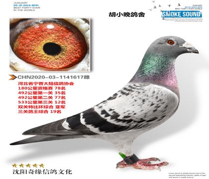 鴿王亞軍(超級成績鴿)