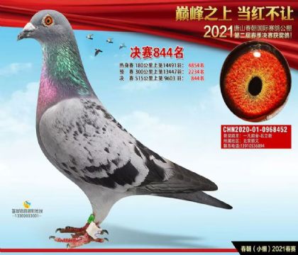 唐山春朝國際賽鴿公棚小春棚515公里決賽846名  雄