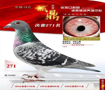 河北蔚縣誠鼎公棚500公里決賽271名  雄