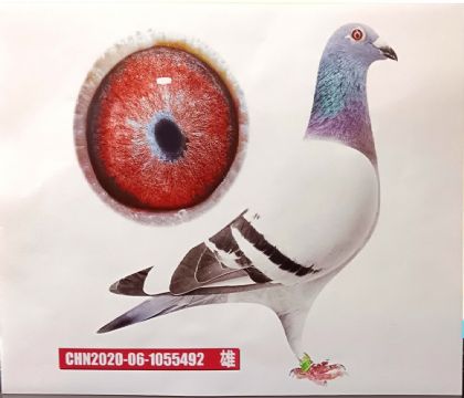 東北虎國際賽鴿育種中心    私環(huán)種鴿   雄
