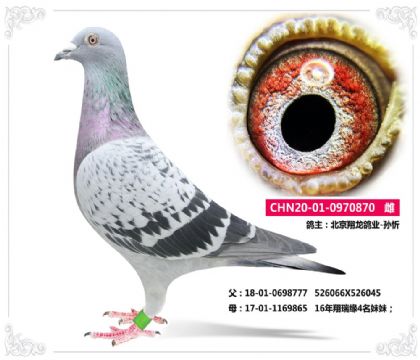 北京翔龍鴿業(yè)-孫忻---東方不敗870   雌