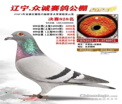 遼寧眾誠賽鴿公棚500公里決賽828名  雄
