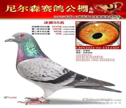 唐山尼爾森賽鴿公棚530公里決賽55名   雄