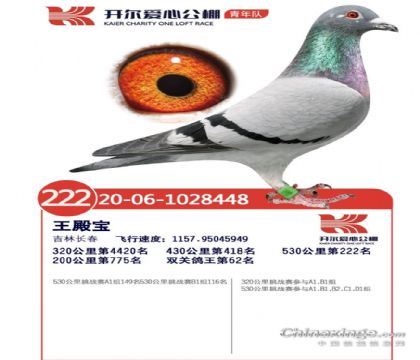 開爾愛心公棚(青年隊(duì))530公里決賽222名   雌