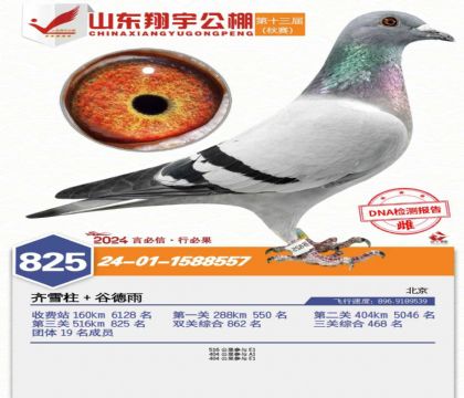 山東翔宇賽鴿公棚516公里決賽825名   雌