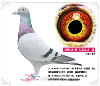 李巖--蓋比X奶酪213   雄