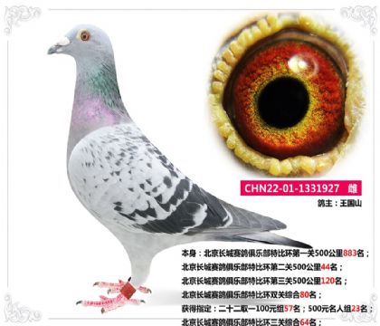 北京長城賽鴿俱樂部特比環(huán)三關(guān)綜合64名   雌