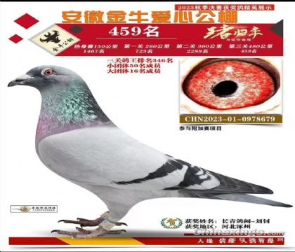 安徽金牛愛心公棚第三關(guān)480公里決賽459名  雄