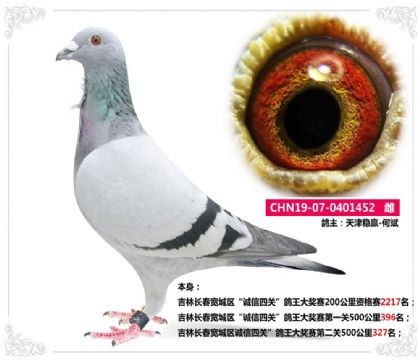吉林長春寬城區(qū)誠信四關(guān)”鴿王大獎(jiǎng)賽第二關(guān)500公里327名