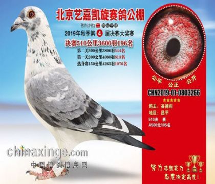 北京藝嘉凱旋賽鴿公棚510公里決賽196名   雄