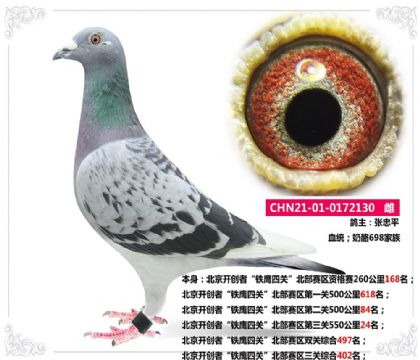 北京開創(chuàng)者“鐵鷹四關(guān)”北部賽區(qū)第三關(guān)550公里24名  雌