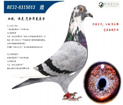 迪克范登布克基特尔006直子配直孙女