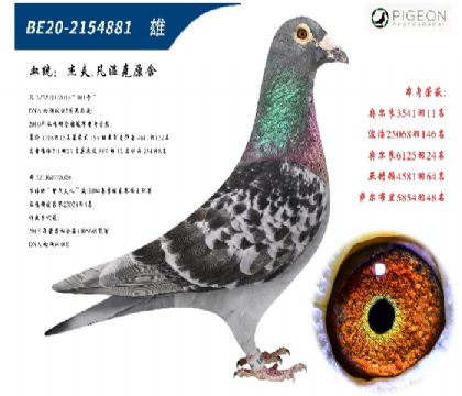 杰夫凡温克原舍(超级种赛鸽,卡普专线)