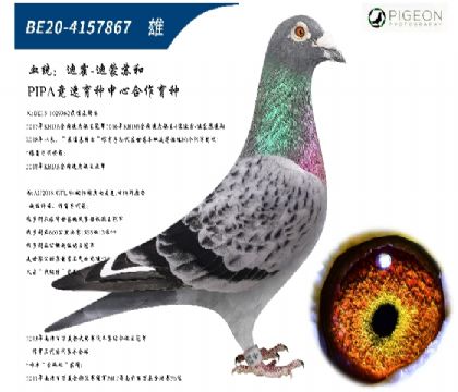 最佳基特尔直子(镇棚种雄,百里挑一)