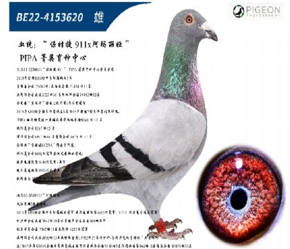 保时捷911直子(特别推荐,插组利器)