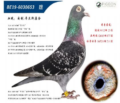 威力丹尼斯原舍(超级种赛鸽,插组利器)