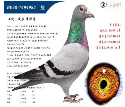 威廉迪布恩墨菲定律直子(全球发挥)