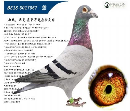 迪克范登布克基特006直子(超级发挥)