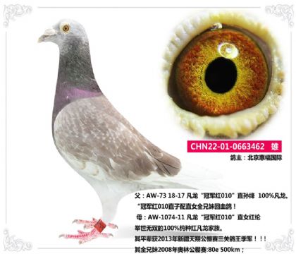 北京惠幅国际----凡龙462   雄