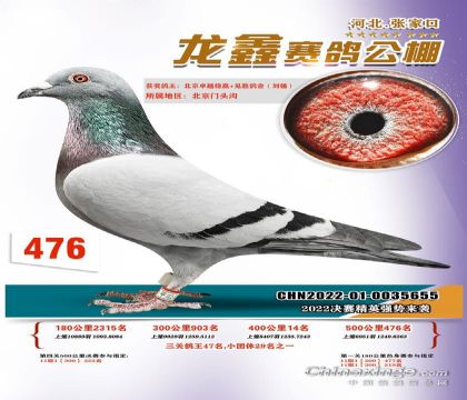 张家口龙鑫赛鸽公棚(大棚)500公里决赛476名  雄