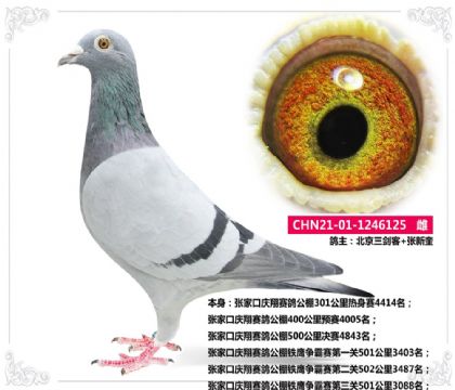 张家口庆翔赛鸽公棚500公里决赛4843名  雌