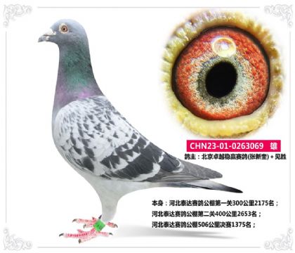 河北泰达赛鸽公棚506公里决赛1375名   雄