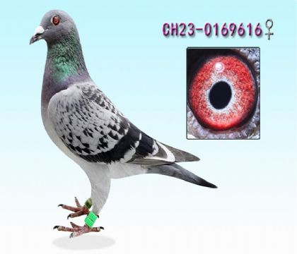 北京爱亚卡普	---黄金配对616  雌