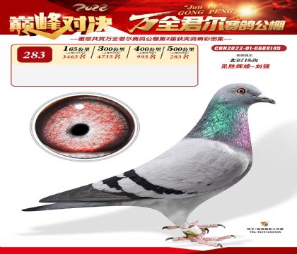 张家口万全君尔赛鸽公棚500公里决赛283名   雌