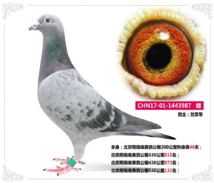 北京翔瑞缘赛鸽公棚530公里132名   雌