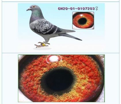 北京爱亚卡普---“王者之王”直孙女203   雌