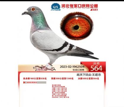 张家口庆翔公棚春棚500公里决赛564名   雌