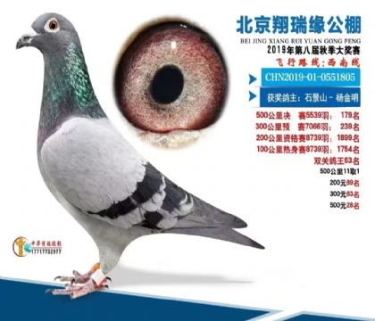 北京翔瑞缘公棚500公里决赛179名   雄