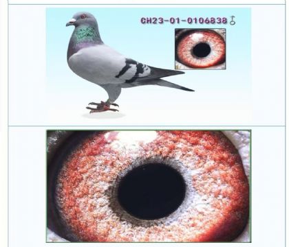 北京爱亚卡普	--奶酪黄金配对838   雄