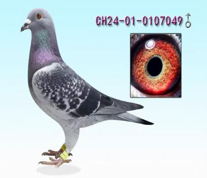 北京爱亚卡普	---王者之王回血049   雄