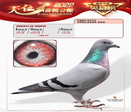 张家口天仁赛鸽公棚500公里决赛436名   雌