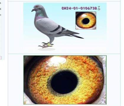 北京爱亚卡普---王者之王738   雄