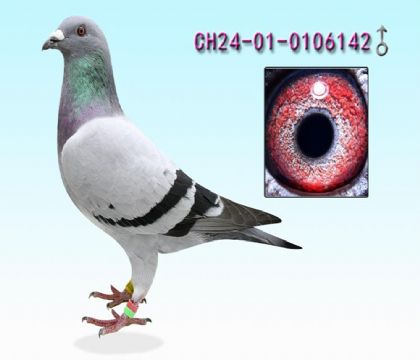 北京爱亚卡普---奶酪黄金配对142   雄